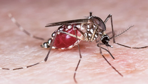 A mosquito